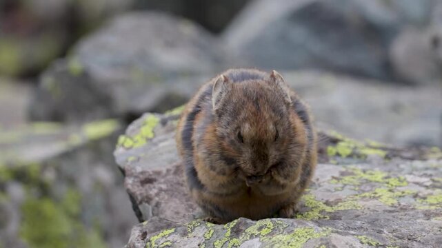 A pika sits on a large rock. Close-up. Altai