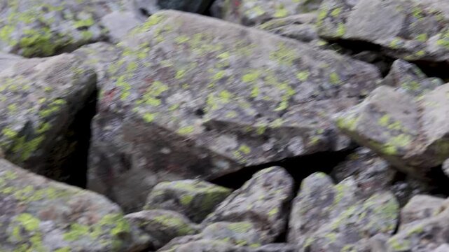 A pika sits on a large rock. Close-up. Altai