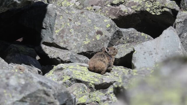 A pika sits on a large rock. Close-up. Altai