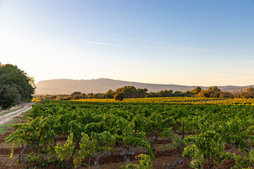Vineyards at dawn, Pourcieux, Provence Alpes Cote d'Azur, France, Europe