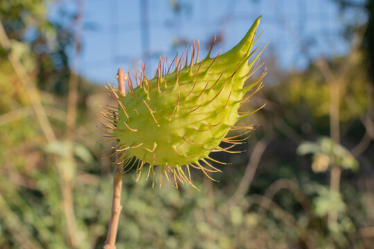 close up of spiky green gomphocarpus fruticosus seed pod on stem: unusual toxic wild plant