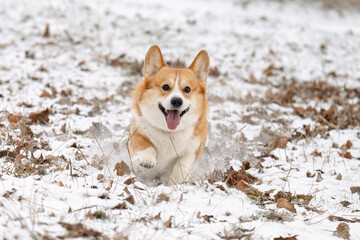 Welsh Corgi walking in a park in winter