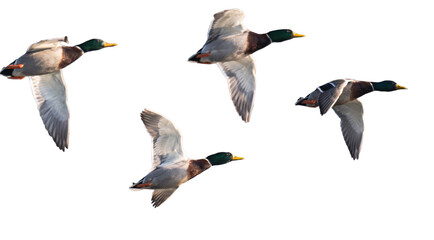 Obraz premium ducks flying over a river