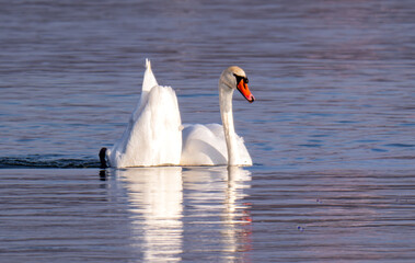 Obraz premium swans swimming on the river