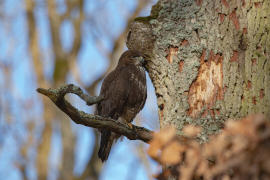 Buse variable perch&eacute;e en for&ecirc;t &ndash; rapace europ&eacute;en en milieu naturel