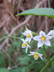 Solanum nigrum flower also known as Black Nightshade showing small white star shaped blossoms with yellow anthers forming a natural floral pattern on green stems in outdoor light