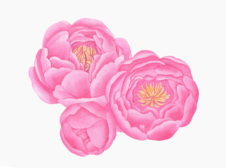 Hand painted floral elements set. Watercolor botanical illustration of peony
