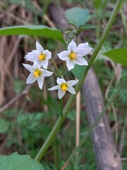 Solanum nigrum flower also known as Black Nightshade showing small white star shaped blossoms with yellow anthers forming a natural floral pattern on green stems in outdoor light