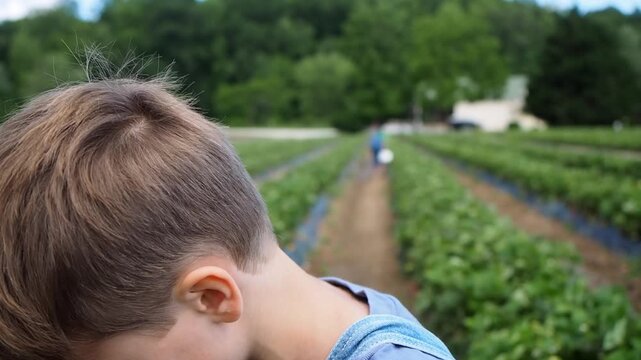 Young Boy Eating Fresh Strawberry in Strawberry Patch During Summer