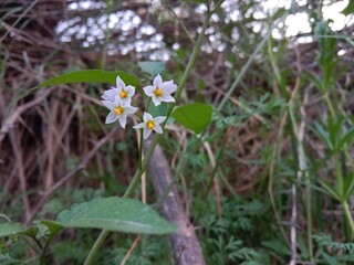 Solanum nigrum flower also known as Black Nightshade showing small white star shaped blossoms with yellow anthers forming a natural floral pattern on green stems in outdoor light
