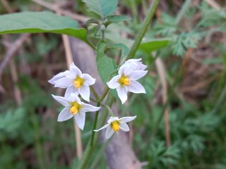 Solanum nigrum flower also known as Black Nightshade showing small white star shaped blossoms with yellow anthers forming a natural floral pattern on green stems in outdoor light