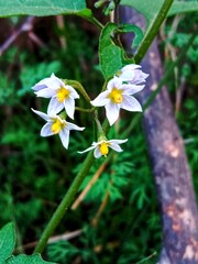 Solanum nigrum flower also known as Black Nightshade showing small white star shaped blossoms with yellow anthers forming a natural floral pattern on green stems in outdoor light