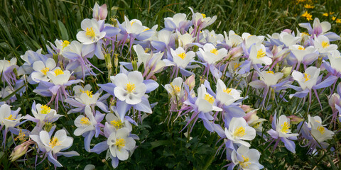 Columbine Blooms