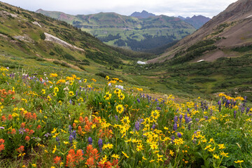 Wildflower View