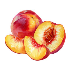 Nectarine Slices, watercolor painting, vector illustration, isolated on a white background.