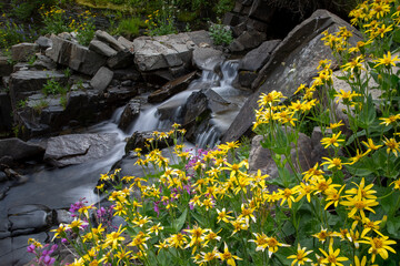 yellow flowers in the water