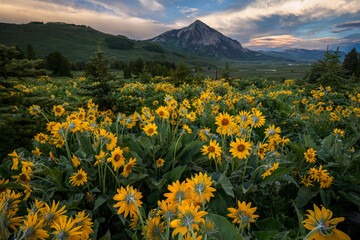 Sunset in Sunflowers