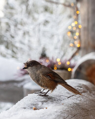 Siberian jay captured in soft winter light