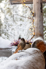 Siberian jay captured in soft winter light