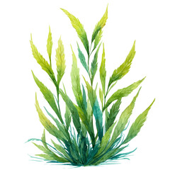 Obraz premium Sea Grass, watercolor painting, vector illustration, isolated on a white background.