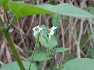 Solanum nigrum flower also known as Black Nightshade showing small white star shaped blossoms with yellow anthers forming a natural floral pattern on green stems in outdoor light