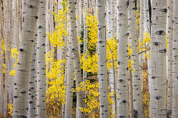 Aspen Forest in Fall