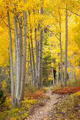 autumn in the forest trail