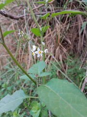 Solanum nigrum flower also known as Black Nightshade showing small white star shaped blossoms with yellow anthers forming a natural floral pattern on green stems in outdoor light
