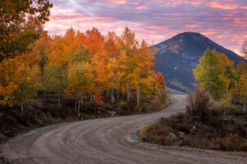 road in autumn forest