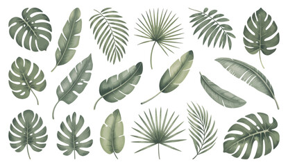 Set of tropical floral watecolor. Tropical green leaves on white background. Watercolor set of vector tropical leaves.