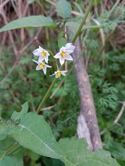 Solanum nigrum flower also known as Black Nightshade showing small white star shaped blossoms with yellow anthers forming a natural floral pattern on green stems in outdoor light