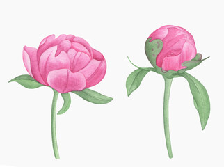 Hand painted floral elements set. Watercolor botanical illustration of peony and leaves.