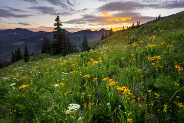 meadow with flowers