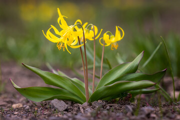 Glacier Lily Portrait