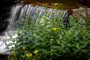 Waterfall and Flowers