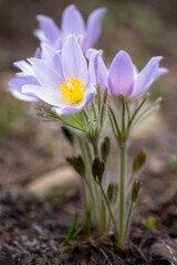 spring crocus flowers