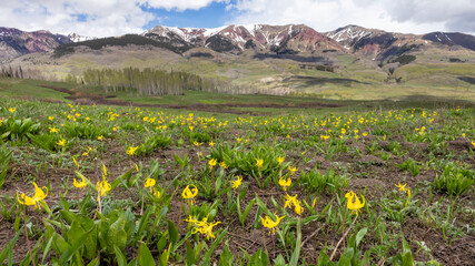 meadow in the mountains
