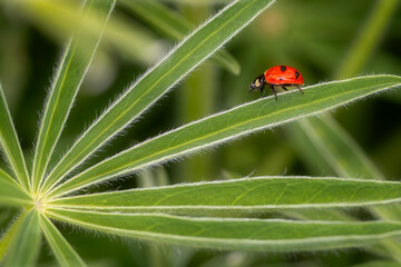 ladybug on green leaf