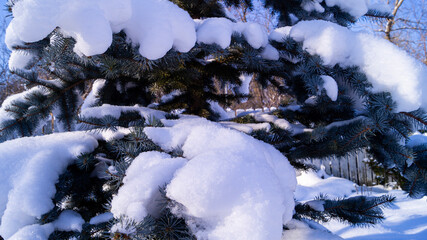 Snow-covered blue spruce against a bright blue sky.
