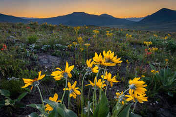 yellow flowers in the mountains