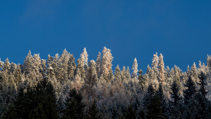 Snow and hoarfrost covered trees in the sunlight against a very blue sky 