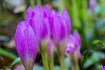 Fototapeta premium Colchicum with raindrops or dew. on a blurred background with bokeh. macro photo of a flower. screensaver. free space. close-up. blank for creativity
