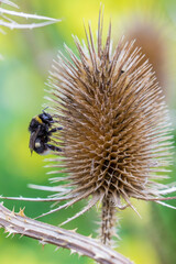 thistle on a blurred background with a bokeh effect. macro photography of a plant. screensaver....