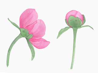 Hand painted floral elements set. Watercolor botanical illustration of peony and leaves.