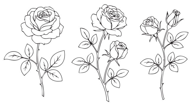 Line art illustration of three rose stems with blooming flowers and buds, isolated on transparent background