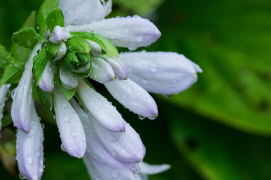white hosta flowers with raindrops or dew. on a blurred background with bokeh. colorful flower macro photo. screensaver. free space. close-up. blank canvas for creativity