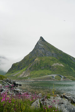 Lofoten fredvang bridge and wildflowers with a mountain peak Norway