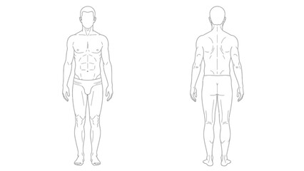 Detailed anatomical illustration of a male human figure showcasing front and back views with defined musculature and proportions