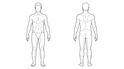 Detailed anatomical illustration presenting a male figure s front and back views showcasing muscular structure and body proportions