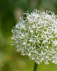White flowering plant with delicate petals highlighted against a blurred green background in early spring sunshine